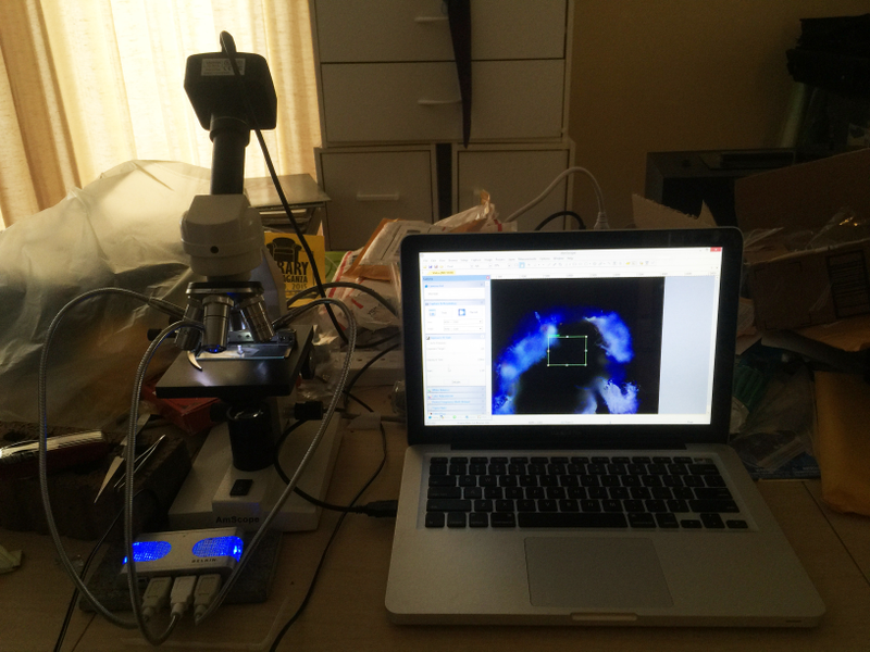 Illustration for article titled Welcome to Microscope Monday - How it's done